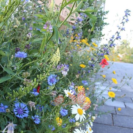 Ferienwohnungen "Blumenwiese" Dillingen an der Donau Εξωτερικό φωτογραφία